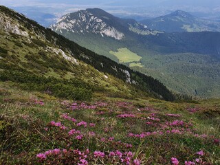 Obraz premium Meadow with flowers in the mountains