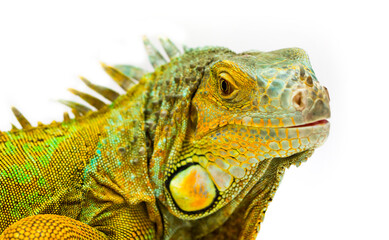 Fototapeta premium Iguana isolated on a white background. Multicolor beautiful chameleon reptile with bright vibrant skin. The concept of camouflage and bright skin. Exotic tropical animal.