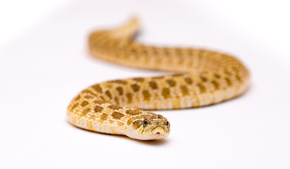 Pig-nosed snake close-up on a white background. Reptile. Snake skin
