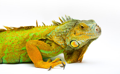 Iguana isolated on a white background. Multicolor beautiful chameleon reptile with bright vibrant skin. The concept of camouflage and bright skin. Exotic tropical animal.