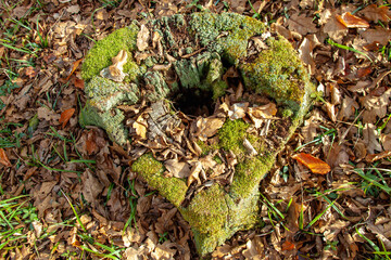 An old rotten stump with a hole in the middle in the moss, among the autumn leaves and grass