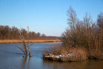 Nature restoration in Biesbosch National Park, North Brabant, Netherlands