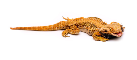 Bearded agama lizard on a white background is insulated. Endemic Australia reptile yellow with spikes. Exotic tropical animal.