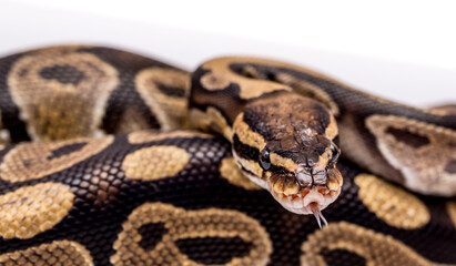 Snake boa constrictor close-up on a white background. Snake skin. Reptile