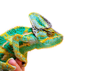 Chameleon on a man’s hand isolated on a white background. Multicolor beautiful chameleon reptile...