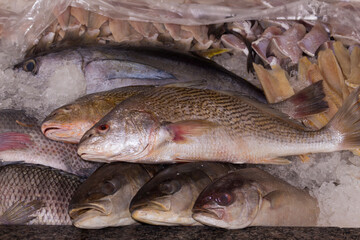 Fresh ocean fish preserved on ice in the fish market on the Brazilian coast.