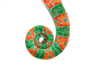 Chameleon tail isolated on a white background. Multicolor beautiful chameleon reptile with bright...