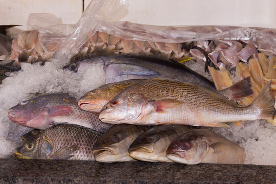 Fresh saltwater fish preserved on ice.