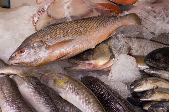 Fresh fish from the Brazilian coast at the Fish Market.