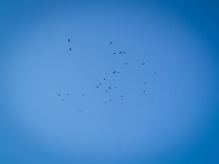 flock of birds