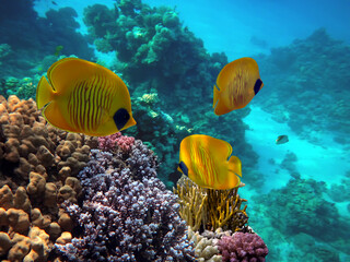 Naklejka na ściany i meble Colorful marine life underwater in the sea, tropical fish with coral and sponge in a reef