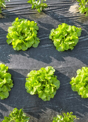 Lettuce patch covered with plastic mulch.