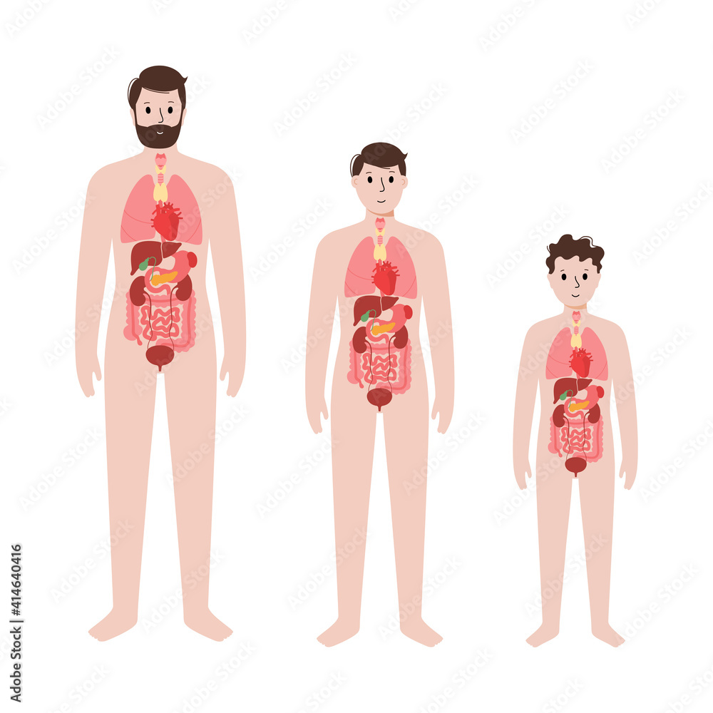 Wall mural internal organs in male body