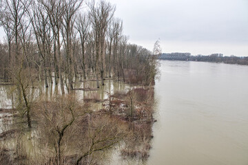 Hochwasser am Rhein bei Philippsburg