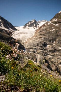 Glacier on a mountain summit in Austria in the sun. Flowers in focus.