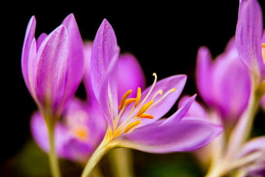 Freshly blooming autumn colchicum, photographed up close.