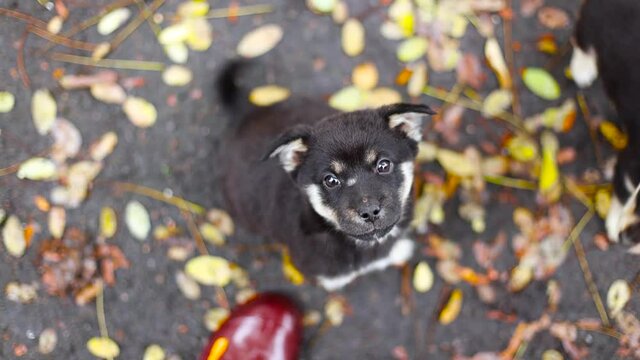 Cute puppy with black eyes looks up into the camera while sitting on the ground in the park. Happy dog wags its tail