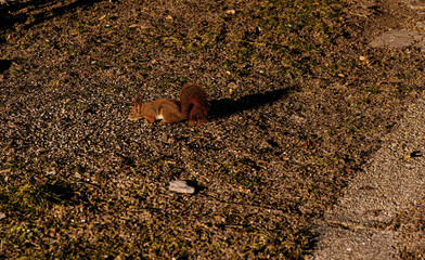 hungry squirrel in winter looking for food