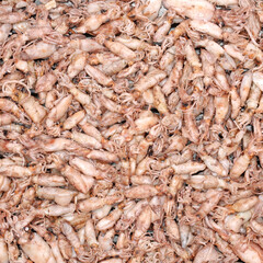 Dried Squid background