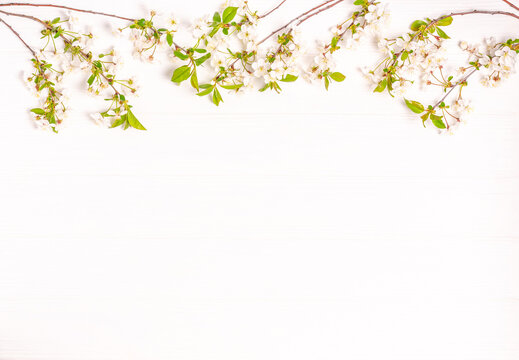 Blossoming cherry branches on a white wooden background.