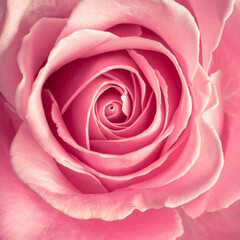 macro photo of beautiful red rose