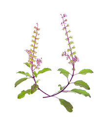 Basil flower isolated on white background