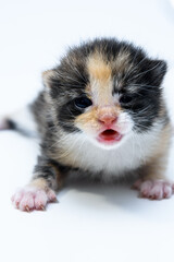 A very small kitten on a white background. The kitten has just been born and does not open its eyes well