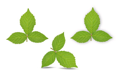 Fototapeta na wymiar raspberries green leaf isolated on white background