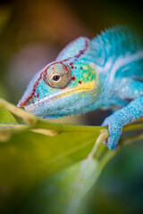 Colorful chameleon perched on a branch looking. 
very colorful chameleon on top of a branch