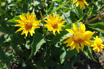 Some yellow flowers of Heliopsis helianthoides in July