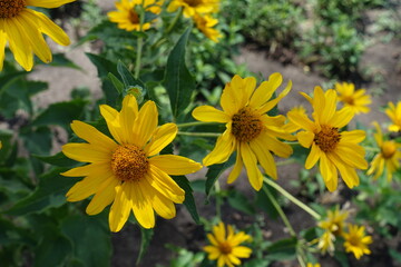 Vibrant yellow flowers of Heliopsis helianthoides in July