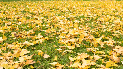 Obraz premium yellow field