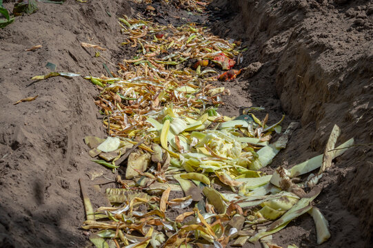 A compost pit or trench is dug in the garden. There are many different food waste in the compost pit. Selective focus.