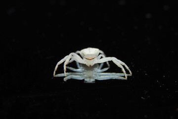 beautiful white Crab Spider