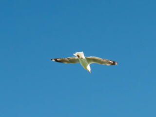 Seagulls flying in the blue sky.