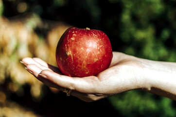 Jabłko na dłoni. Piękna jesień.