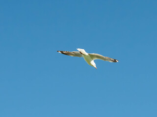 Seagulls flying in the blue sky.