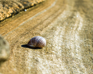 Snail Shell