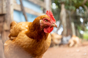 Free-range hen making eye contact