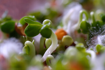 Green radish sprouts. Natural background. Healthy food. Raw food. Flat lay. Diet. View from above. Macrophotography. Spring time.