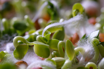 Green radish sprouts. Natural background. Healthy food. Raw food. Flat lay. Diet. View from above. Macrophotography. Spring time.