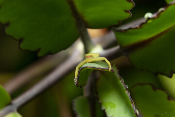 Green Crab Spider