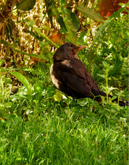 Blackbird, turdus merula, at midday in spring, perched on the grass in the shade of a tree.