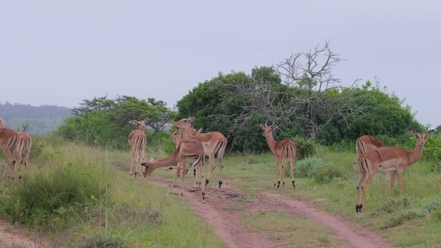 Impalas straddling along the dirt road before running off into the dense bush on a hot summer's day in Southern Africa