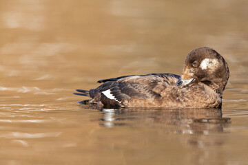 A female velvet scoter (Melanitta fusca) preening and enjoying in the warm morning sun.