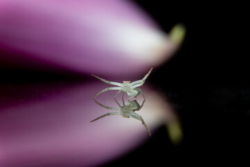 white Crab Spider in a beautiful pose