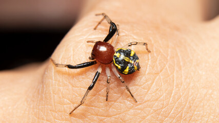 Yellow stripe Crab Spider scrolling on my hand