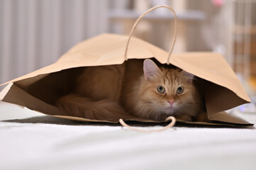 紙袋に隠れる猫（マンチカン）