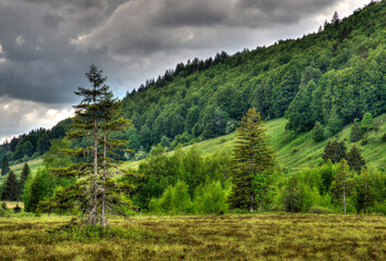 La forêt jurassienne près du lac des Rousses, Jura, France