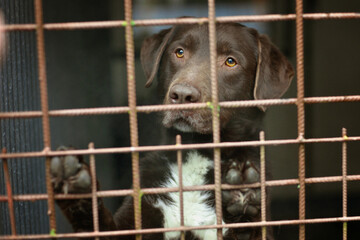 Dog in cage. Sad chocolate labrador lies in an iron box. Concept shelter for dogs, the best friend